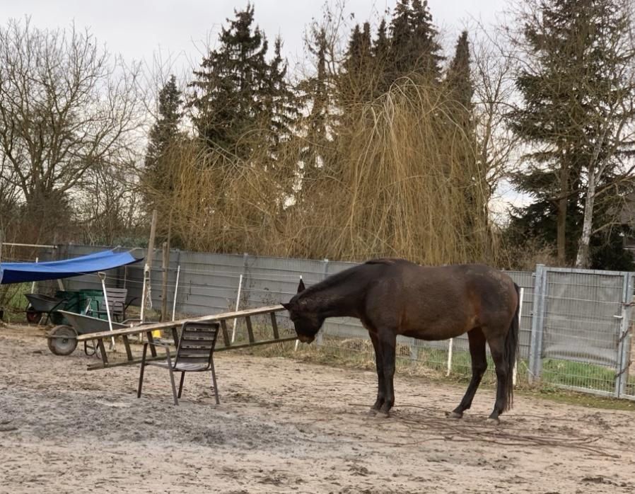 Pferd bringt sich in die systemische Aufstellung mit Bodenankern ein